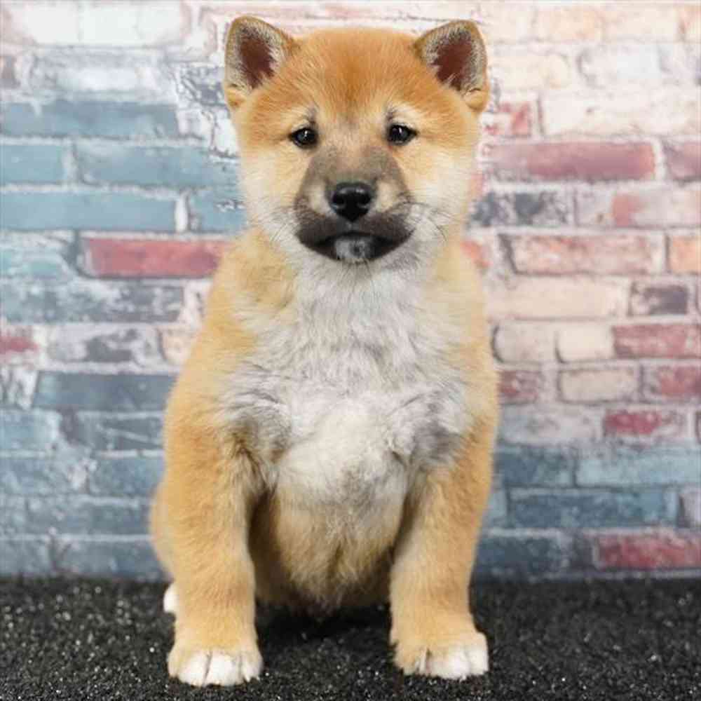 Image of a pet breed in the gallery