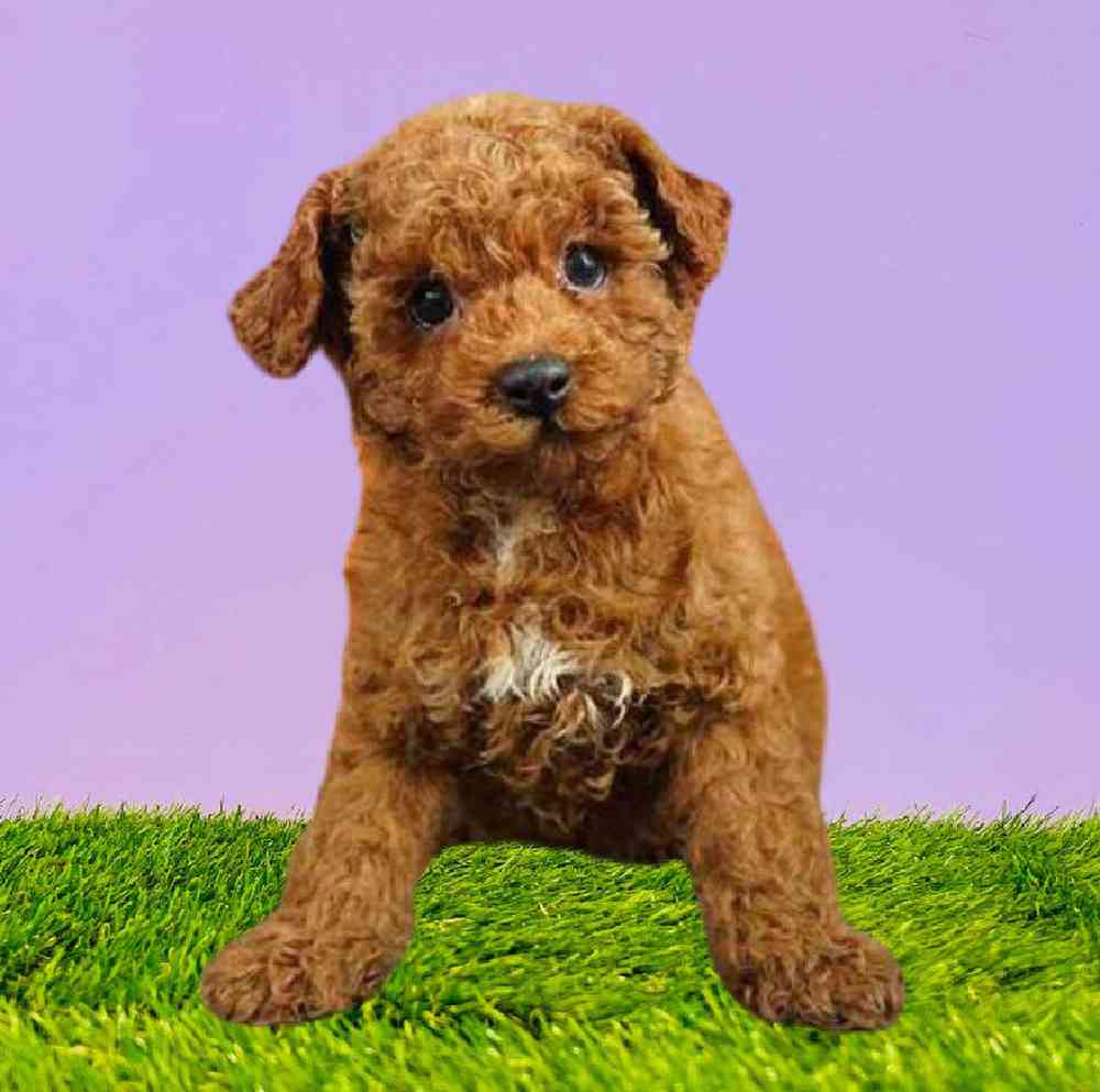 carousel pet images