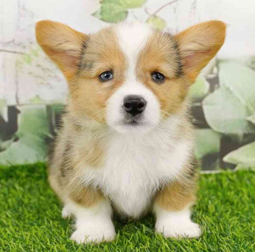 Image of a pet breed in the gallery