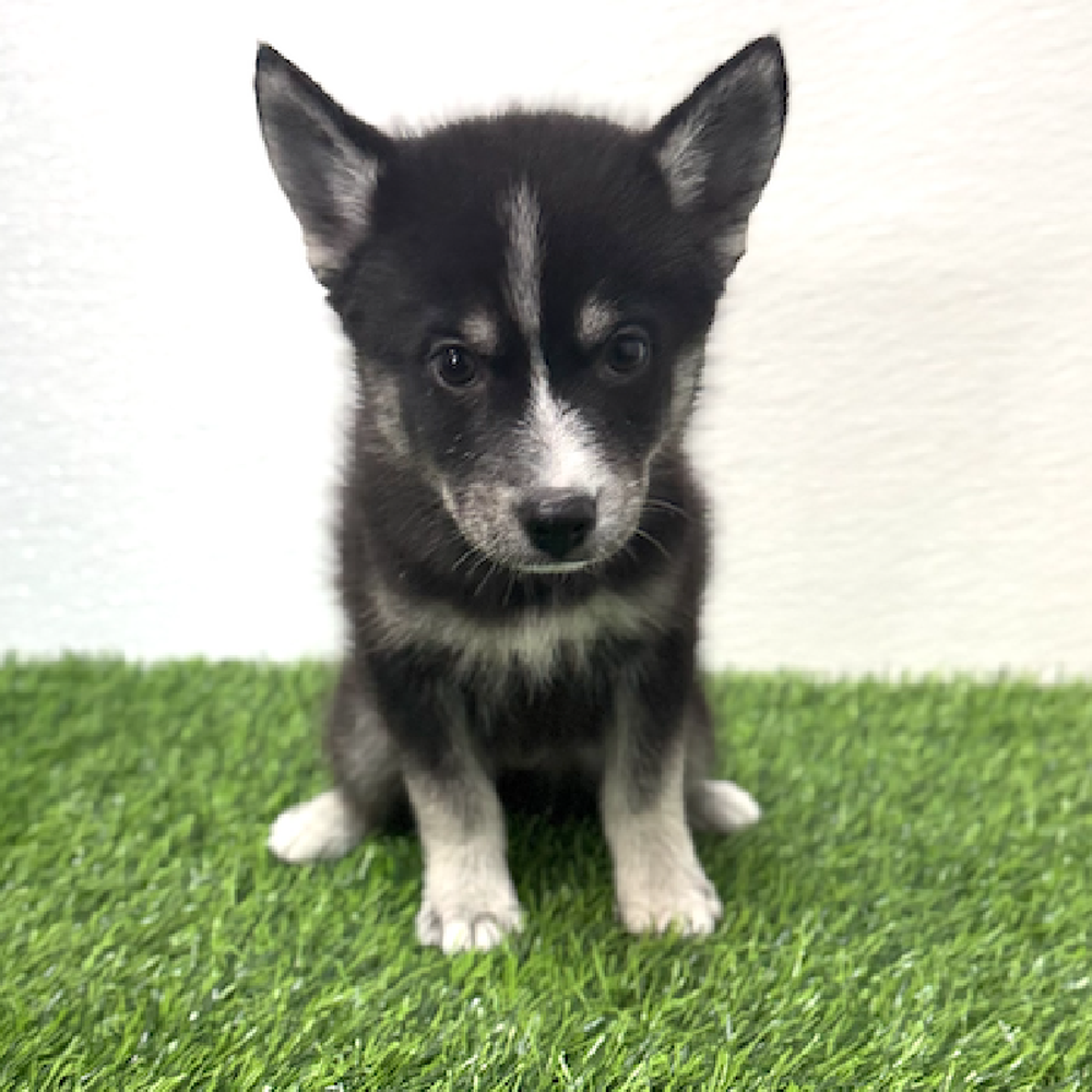 Image of a pet breed in the gallery