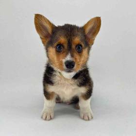 Pembroke Welsh Corgi