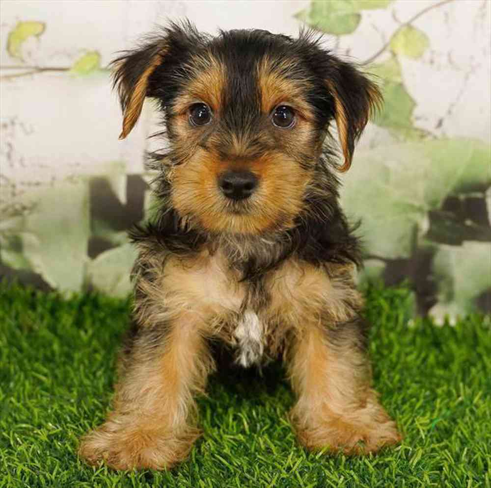 pet breed image