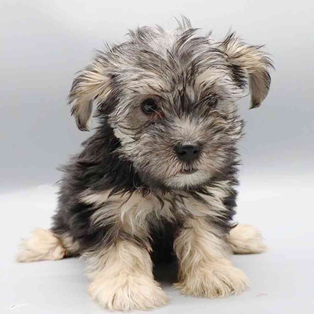 Image of a pet breed in the gallery