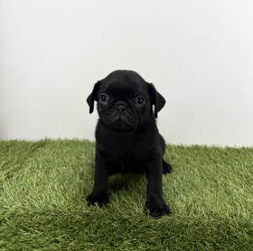 Pug