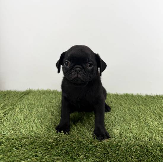 Pug