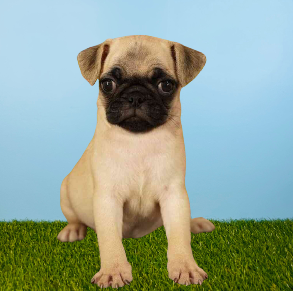 Female Pug Puppy for Sale in Tolleson, AZ