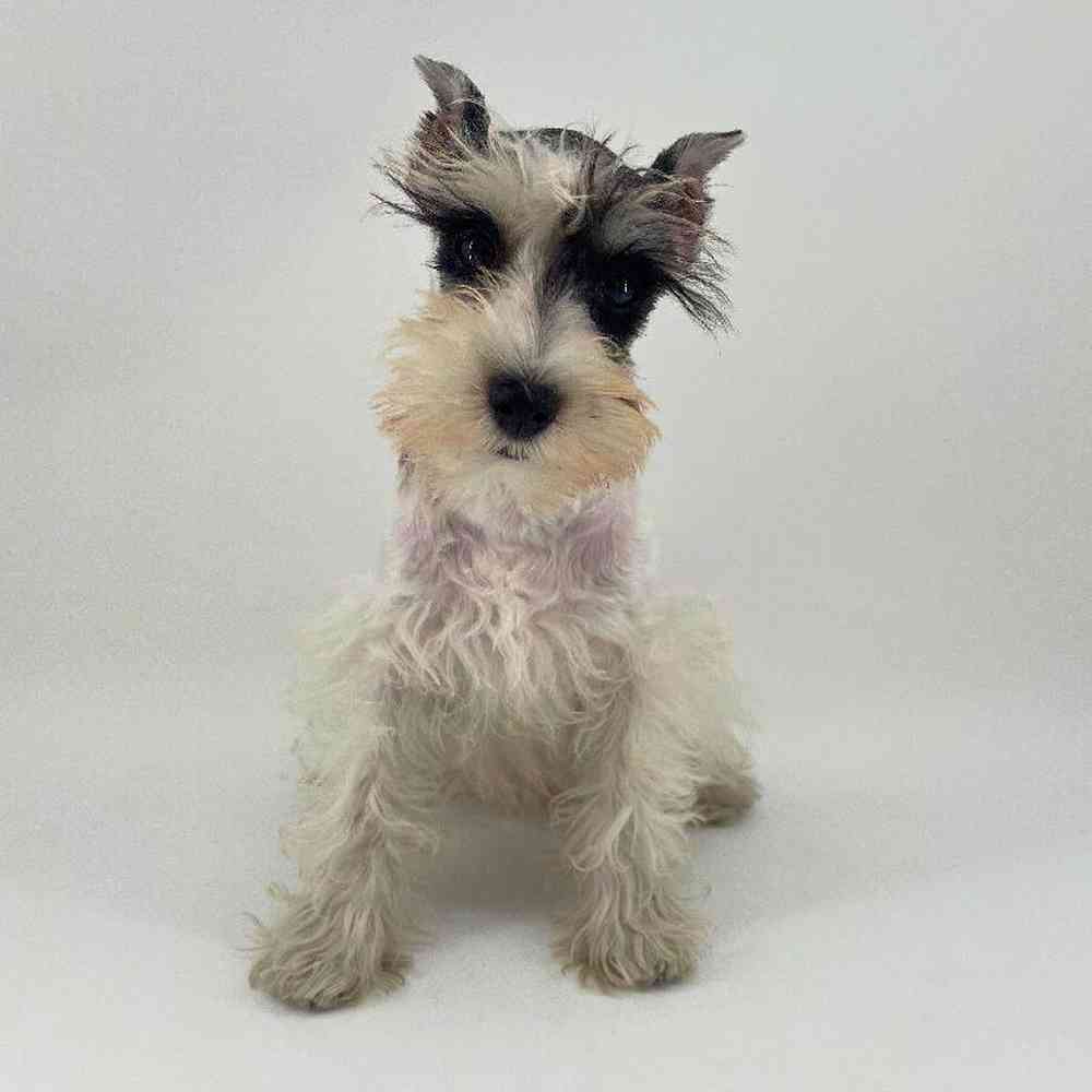 pet breed image