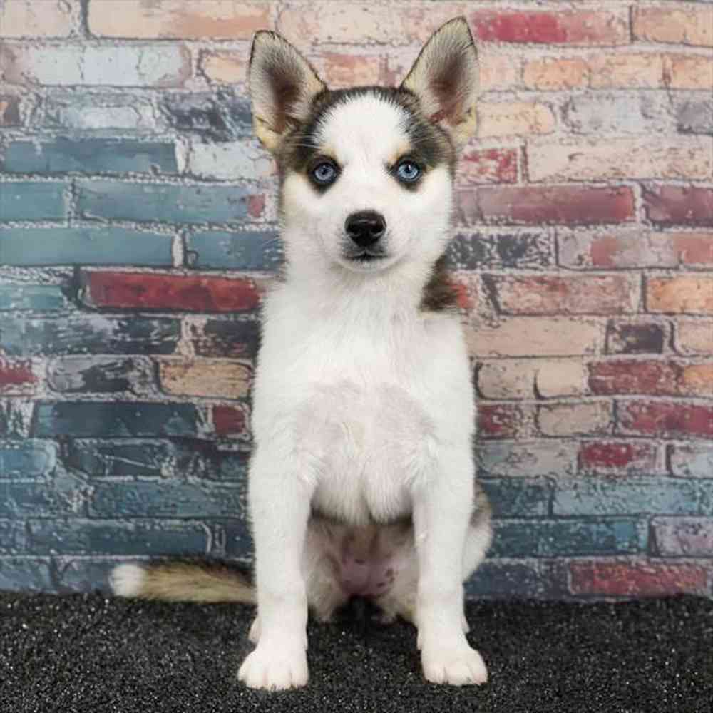 Image of a pet breed in the gallery