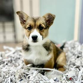 Pembroke Welsh Corgi