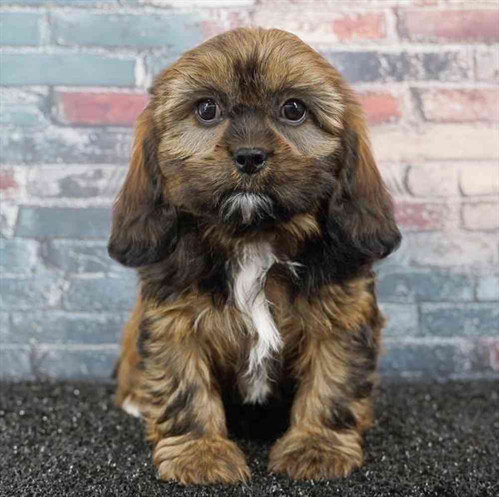 Image of a pet breed in the gallery