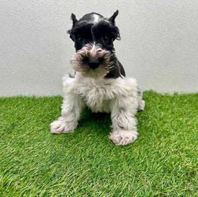 Mini Schnauzer