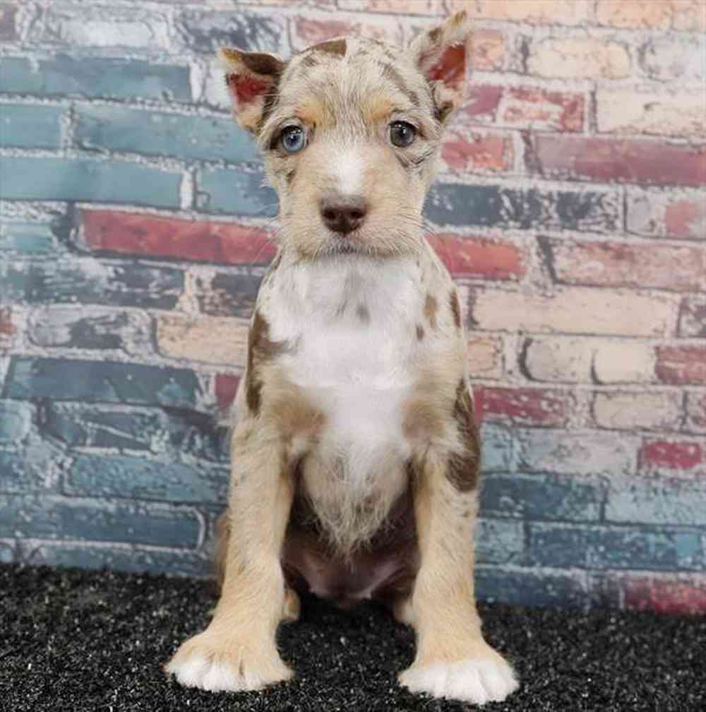 carousel pet images