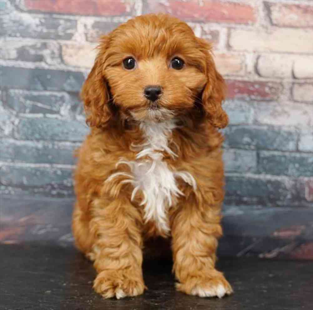 Image of a pet breed in the gallery