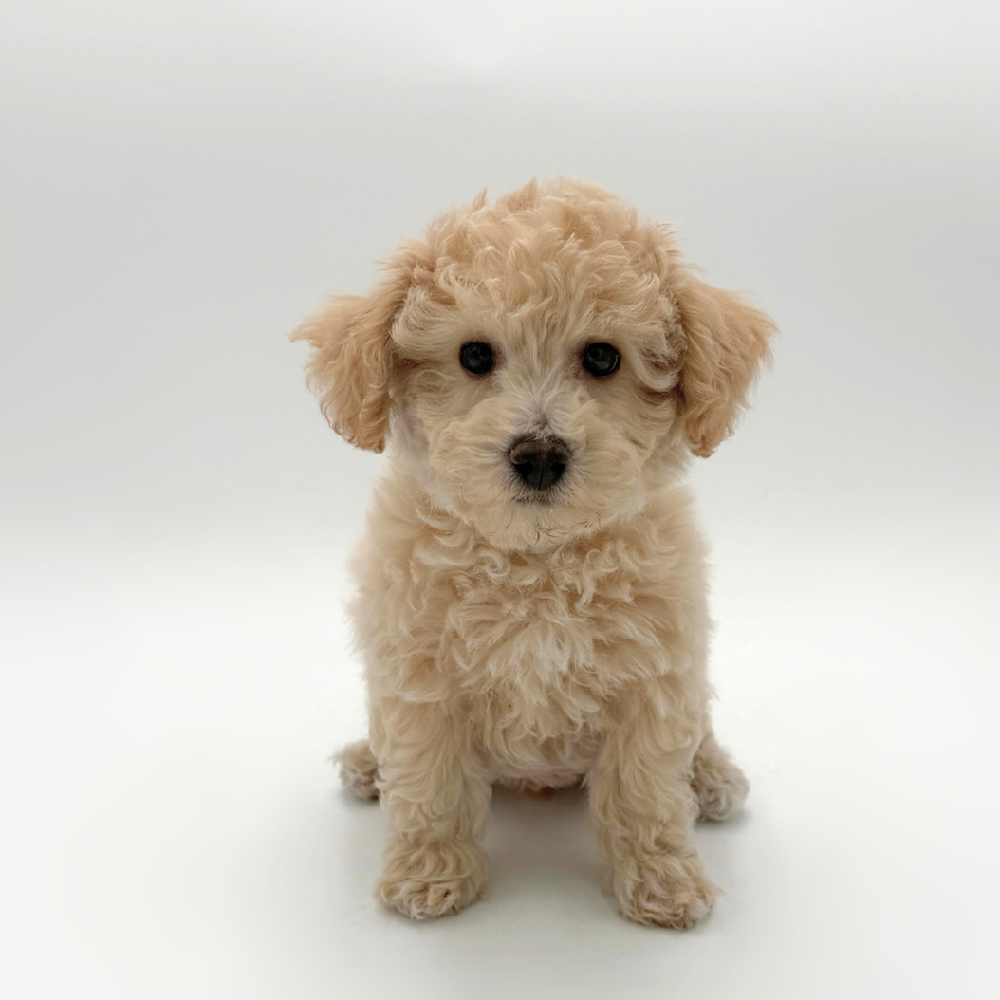 Image of a pet breed in the gallery