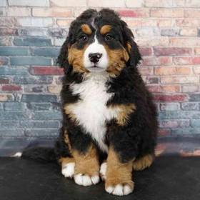 Bernese Mountain Dog