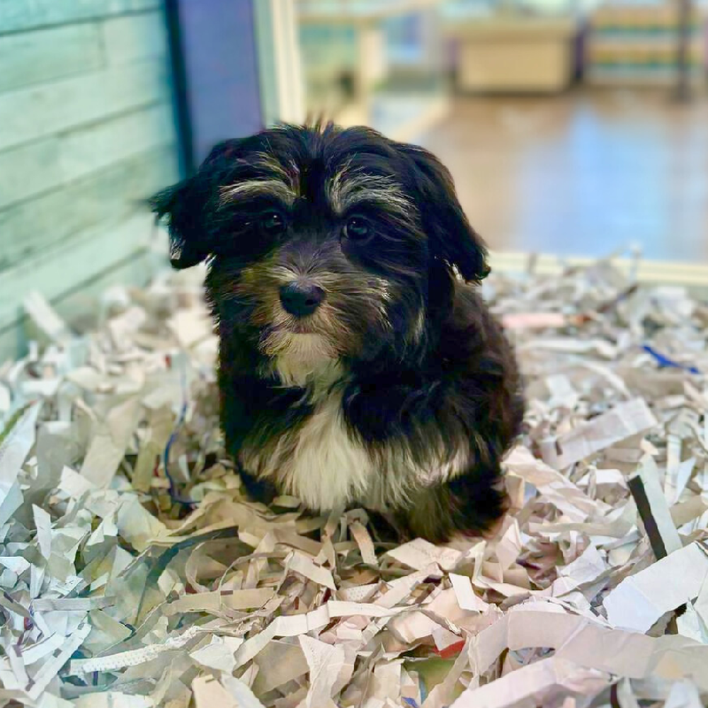 Image of a pet breed in the gallery