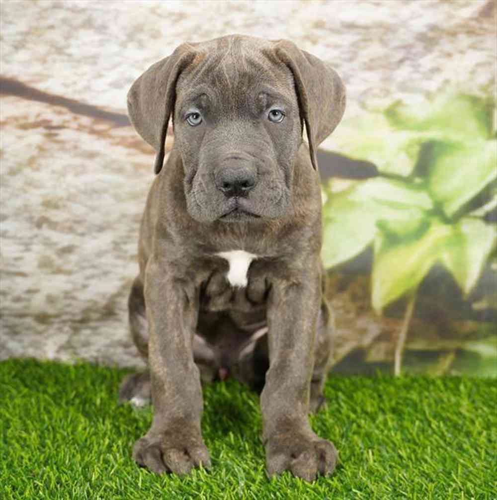 pet breed image