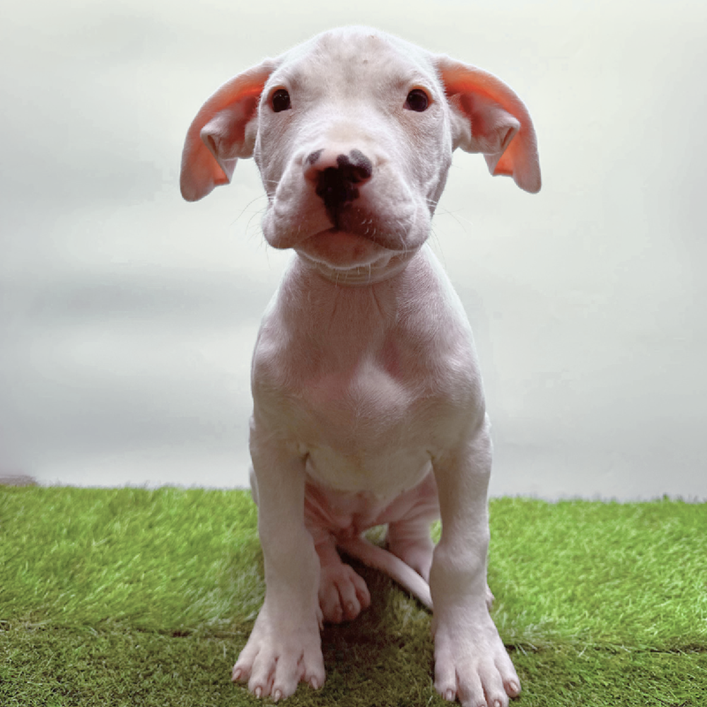 Image of a pet breed in the gallery