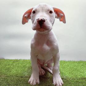 Argentine Dogo
