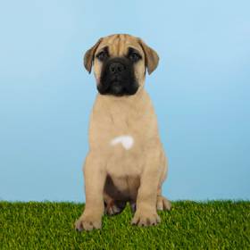 Bullmastiff