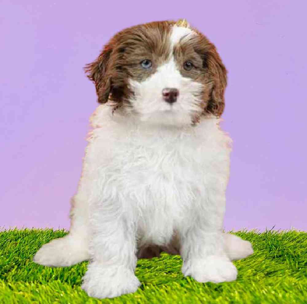 carousel pet images