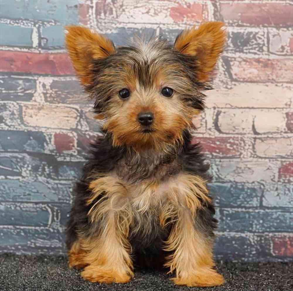 Image of a pet breed in the gallery