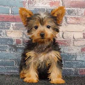 Yorkie