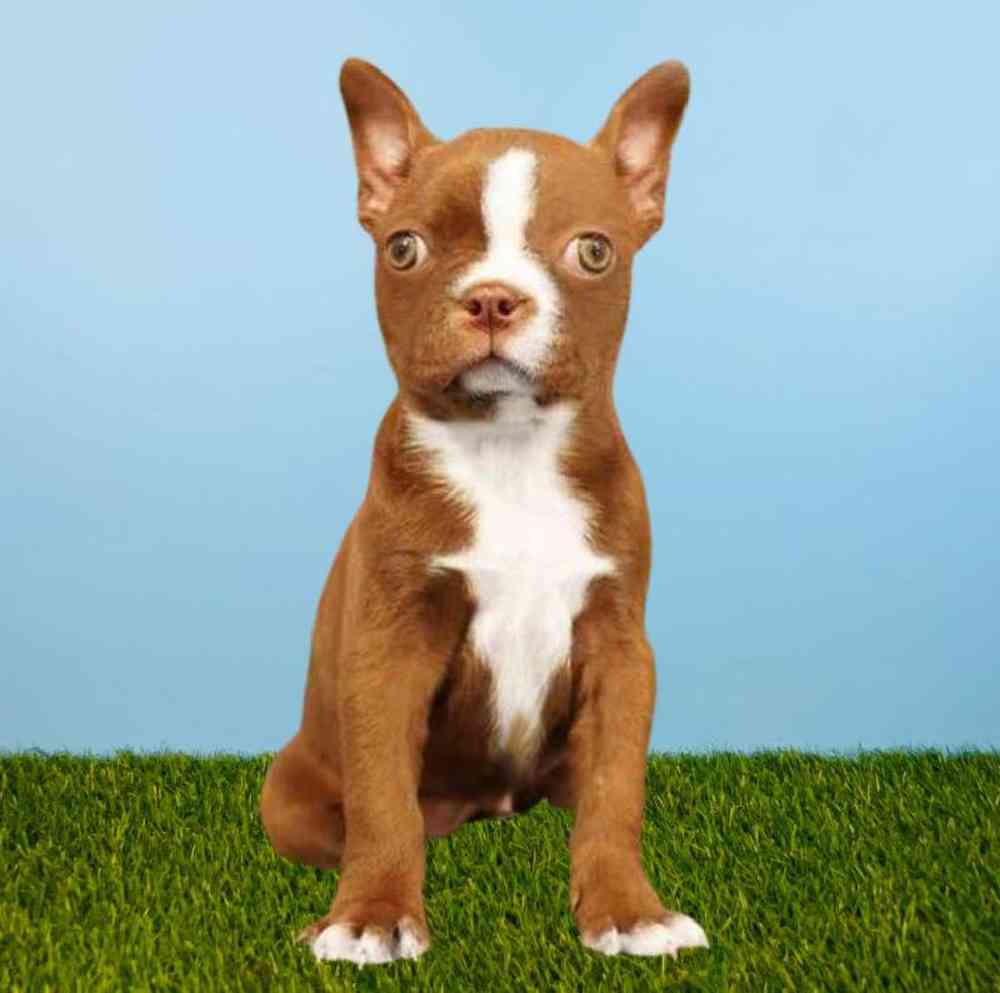 Female Boston Terrier Puppy for Sale in Meridian, ID