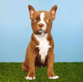 Boston Terrier