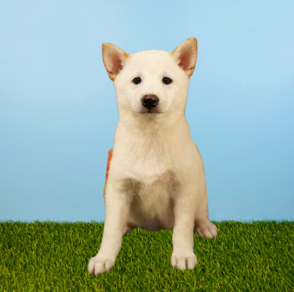 Female Shiba Inu Puppy for Sale in Tolleson, AZ