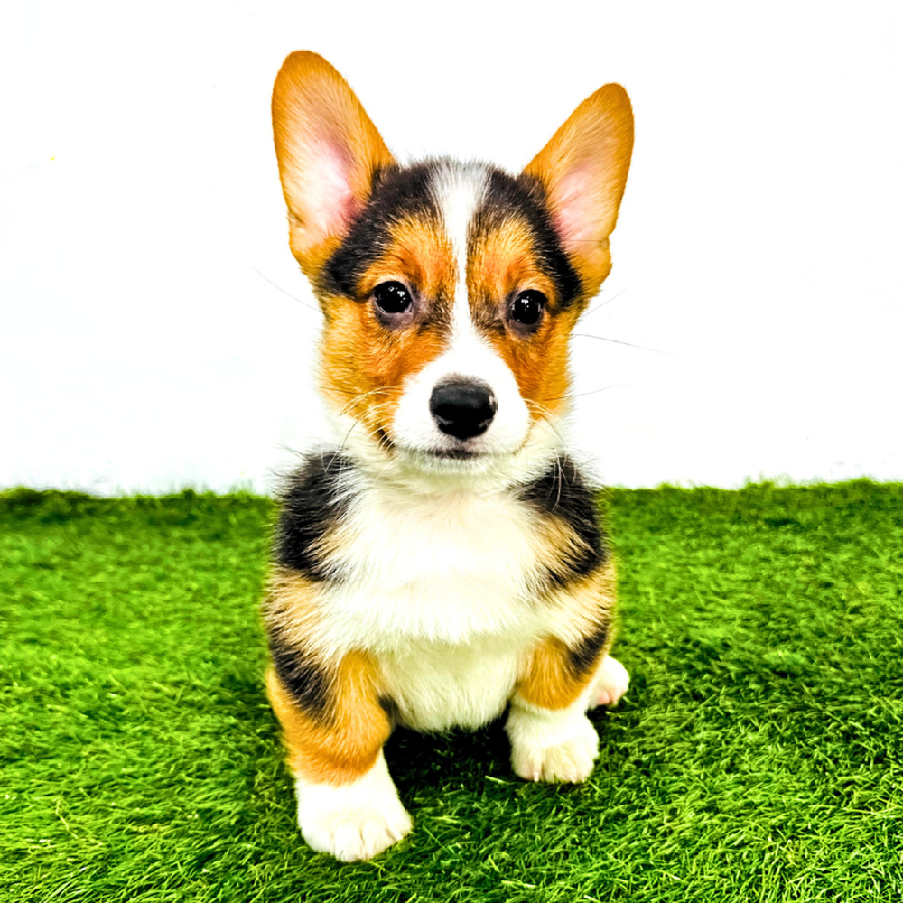 Image of a pet breed in the gallery