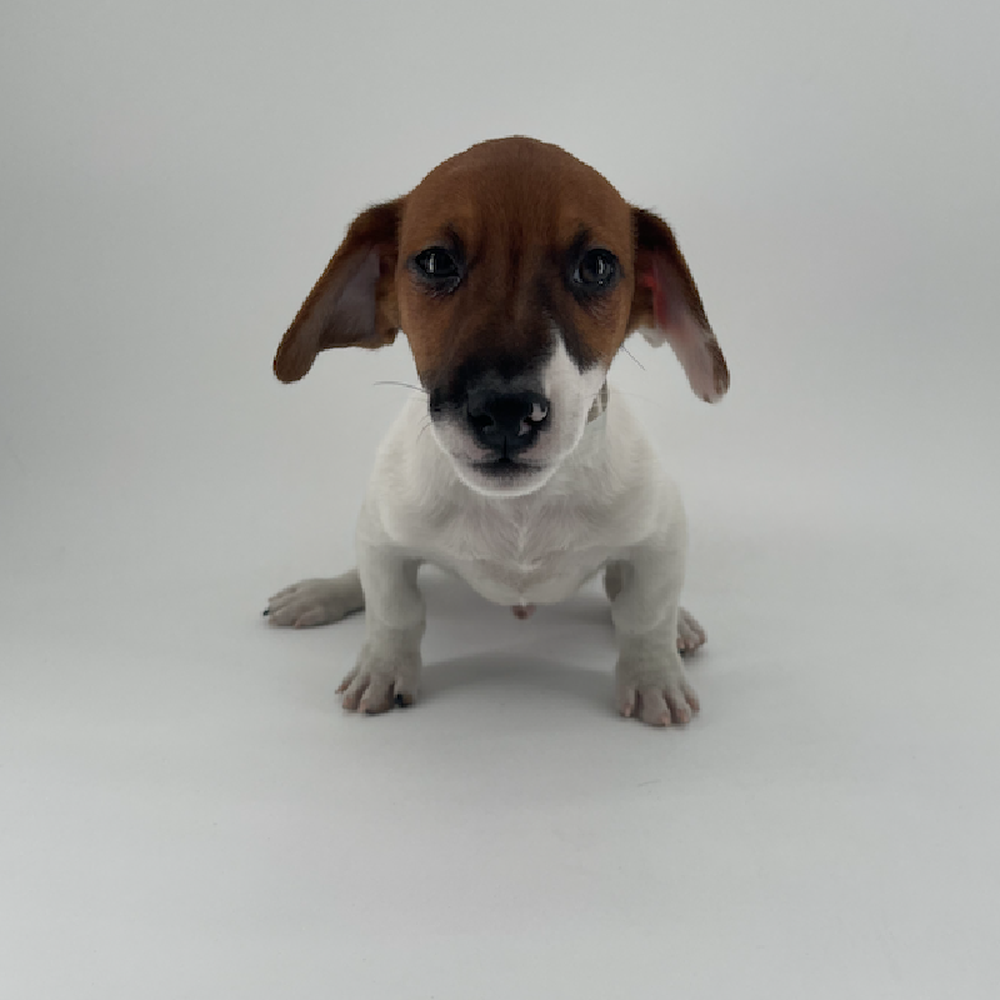 pet breed image