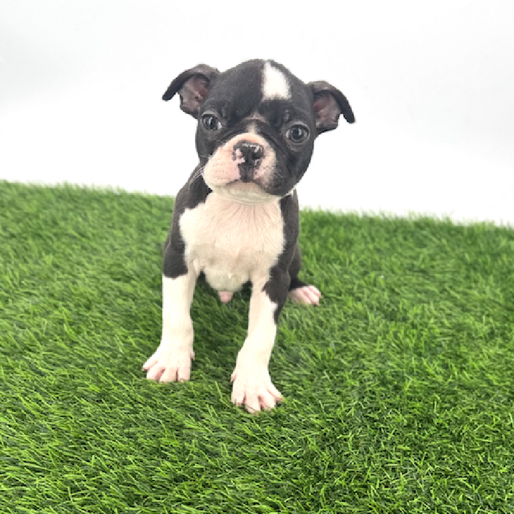 Image of a pet breed in the gallery