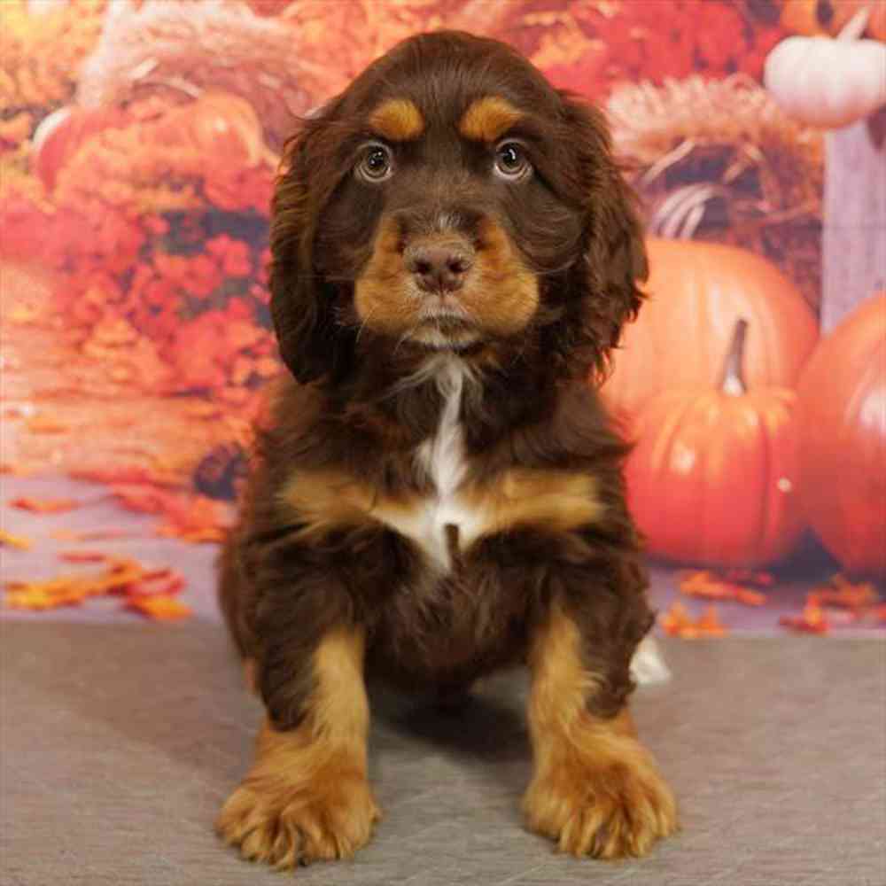 Image of a pet breed in the gallery