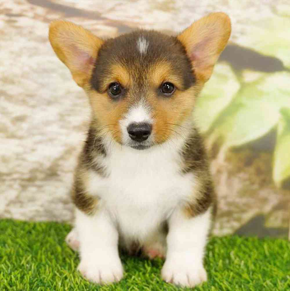 Image of a pet breed in the gallery
