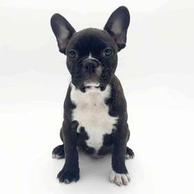 Frenchton