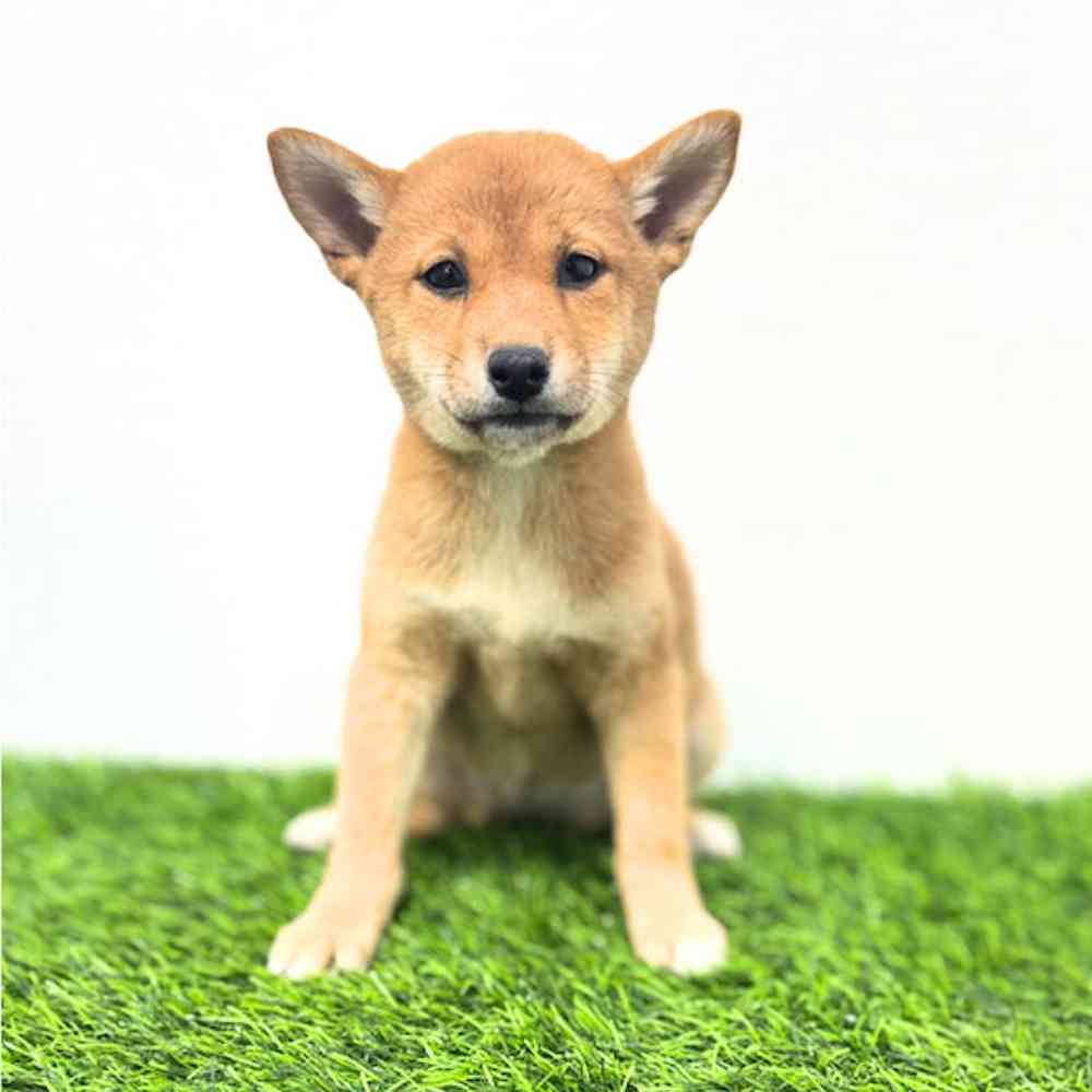 Image of a pet breed in the gallery