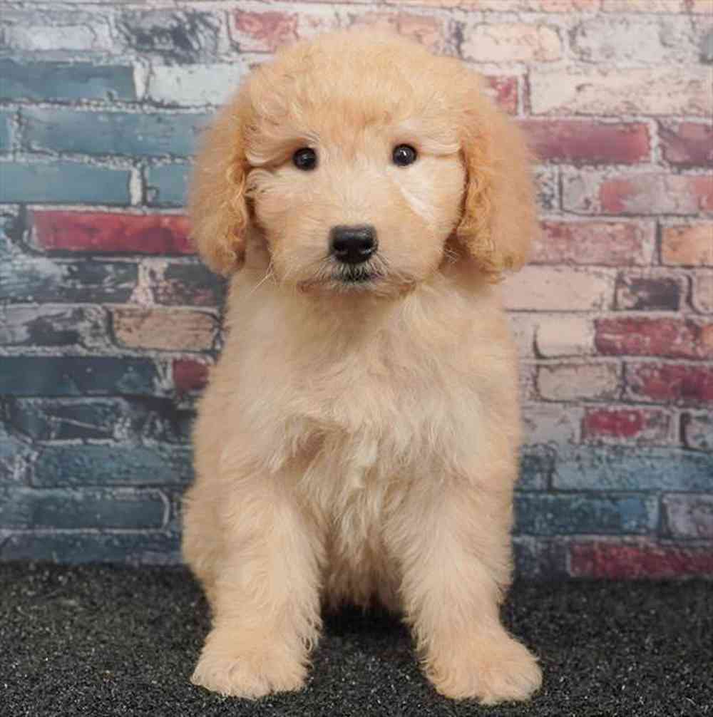 Image of a pet breed in the gallery
