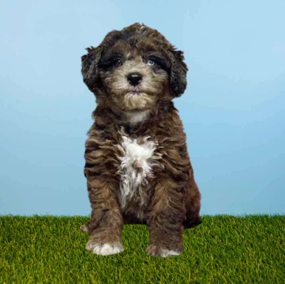 Male 2nd Gen Mini Goldendoodle Puppy for Sale in Pasadena, TX
