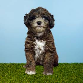 2nd Gen Mini Goldendoodle
