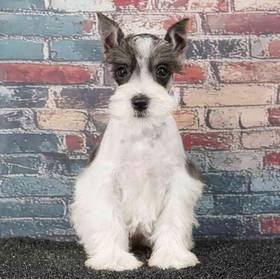 Mini Schnauzer