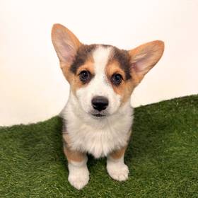 Pembroke Welsh Corgi