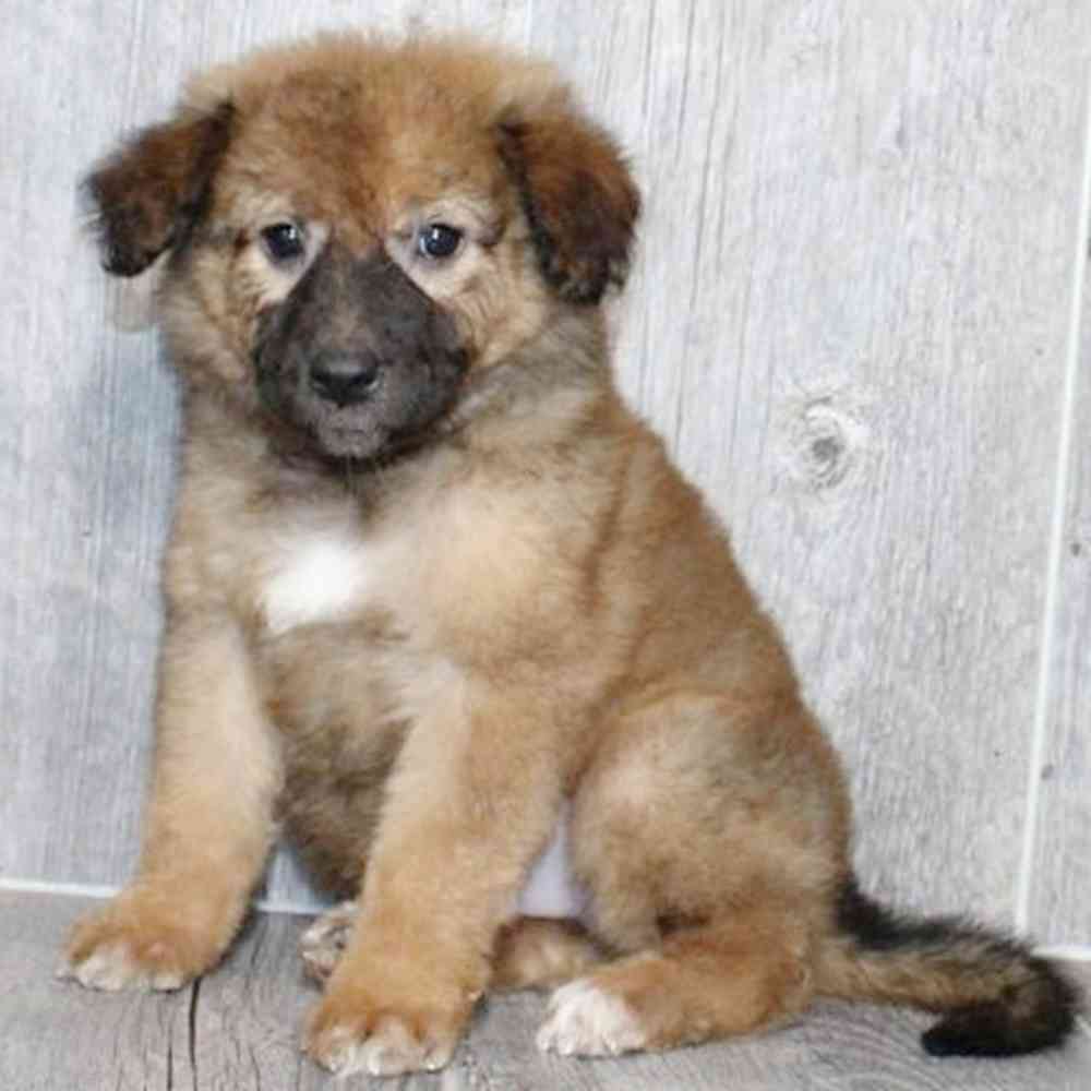 Image of a pet breed in the gallery