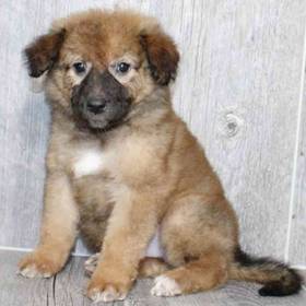 German Shepherd-Transylvanian Hound