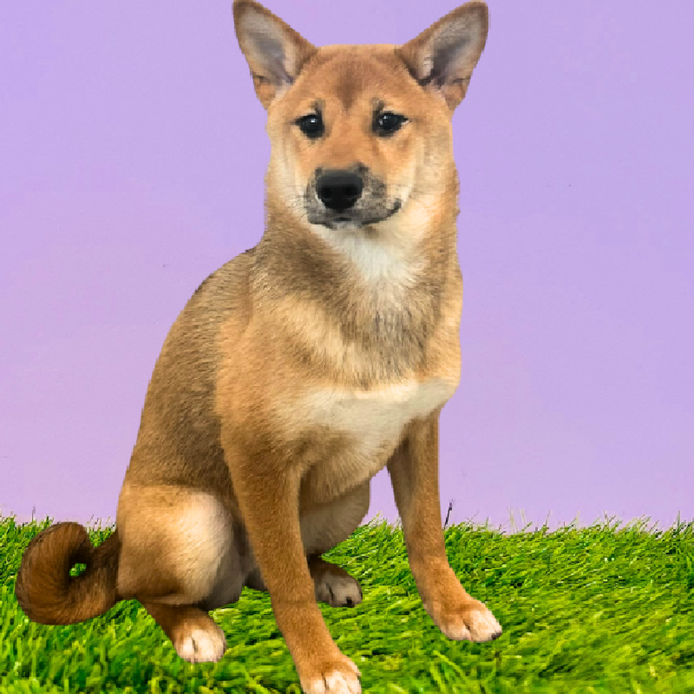 Female Shiba Inu Puppy for Sale in Marietta, GA