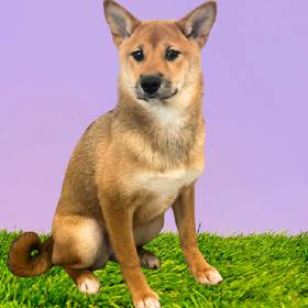 Shiba Inu