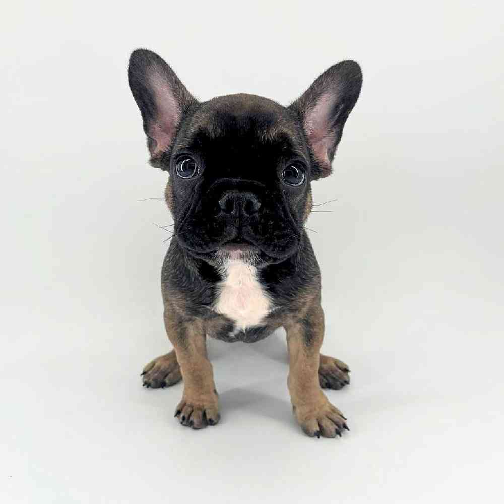 pet breed image