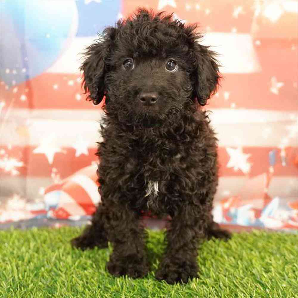 pet breed image