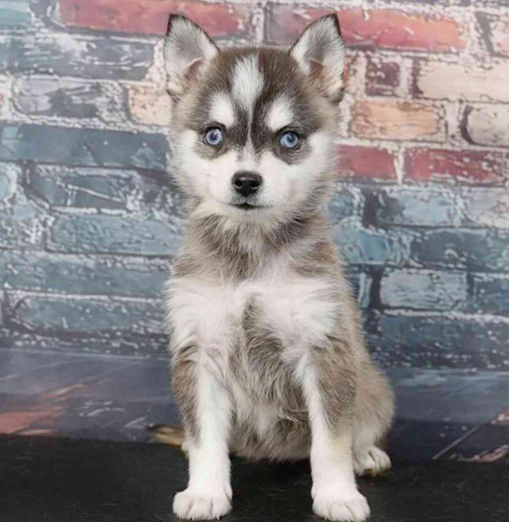 Image of a pet breed in the gallery