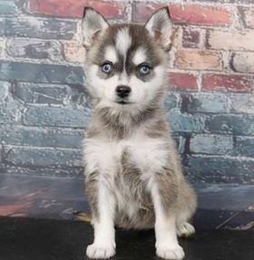 Alaskan Klee Kai